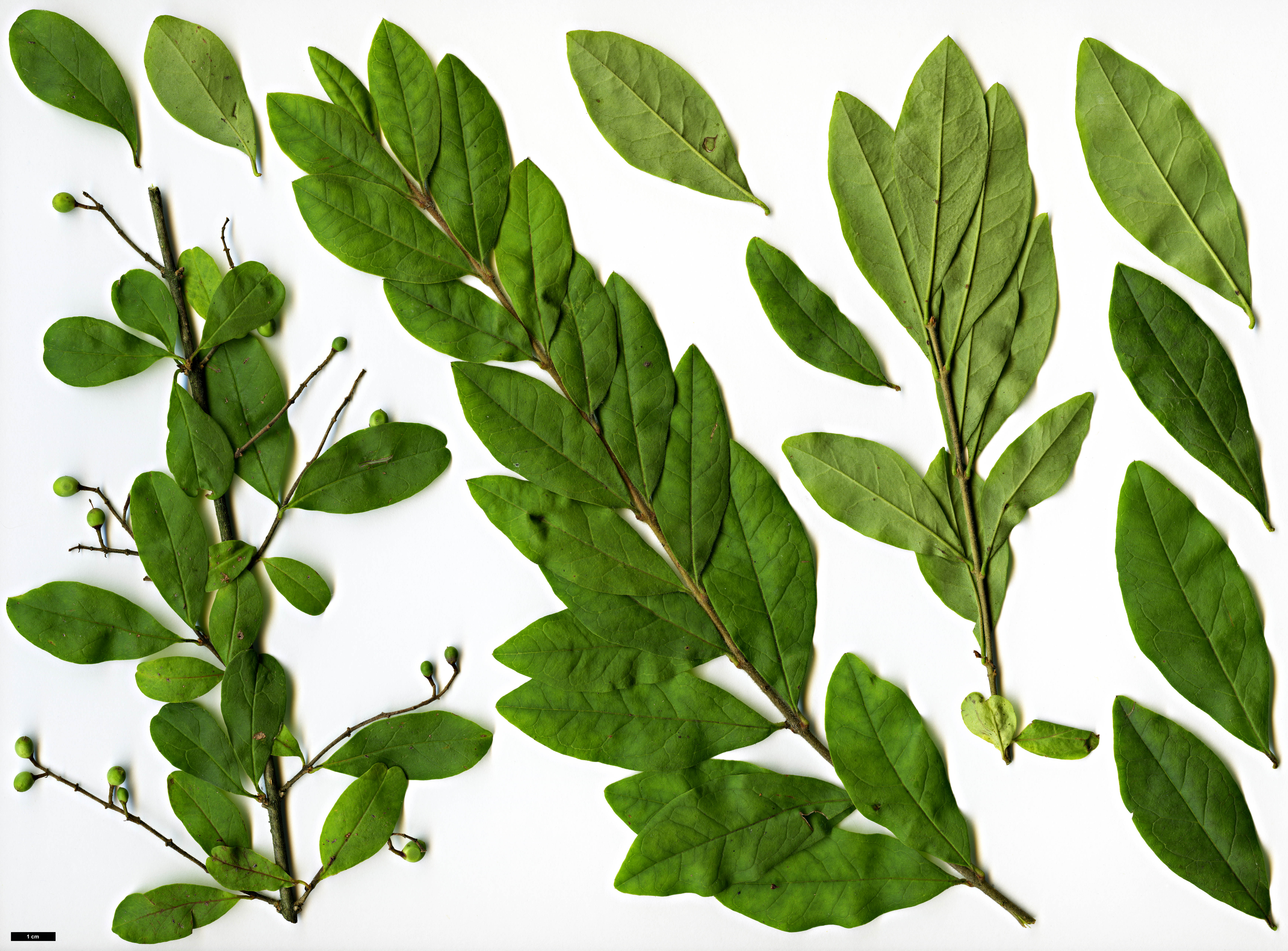 High resolution image: Family: Oleaceae - Genus: Ligustrum - Taxon: foliosum 